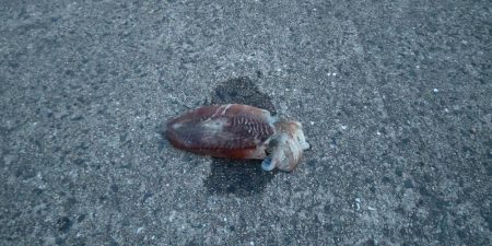 コウイカGET！！