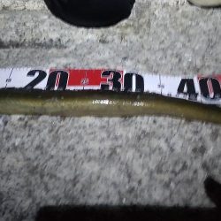 汽水にて大ウナギ