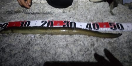 汽水にて大ウナギ