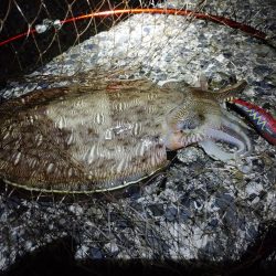 モンゴウイカ大漁アオリイカバラシ