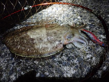 モンゴウイカ大漁アオリイカバラシ