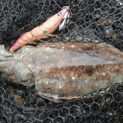 モンゴウコウイカぼちぼち