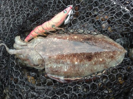 モンゴウコウイカぼちぼち