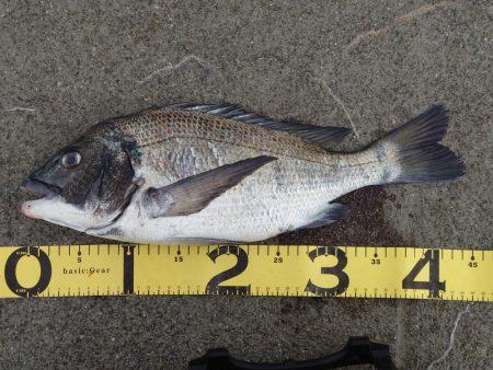 乗っ込みはいつまで？