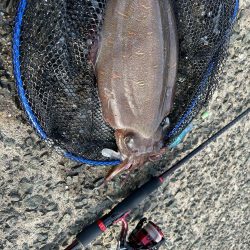 モンゴウイカ　1.２キロ