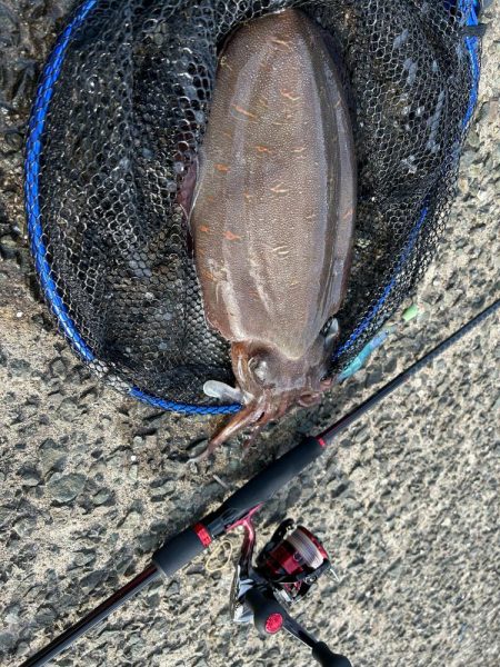 モンゴウイカ　1.２キロ