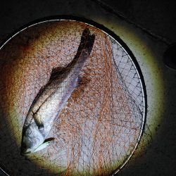 ほぼ1年ぶりのシーバス複数ヒット　