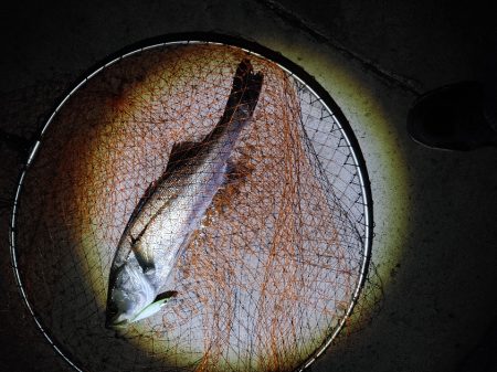 ほぼ1年ぶりのシーバス複数ヒット　