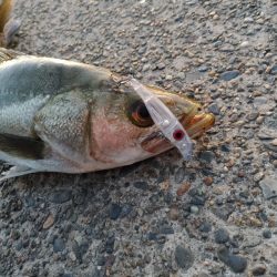 連日の釣果を達成