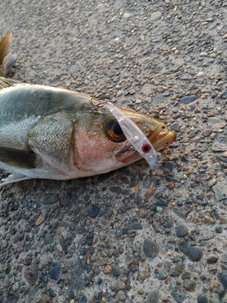 連日の釣果を達成