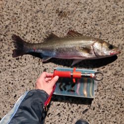 久しぶりにシーバスをなんとか