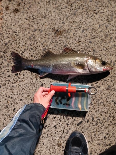 久しぶりにシーバスをなんとか