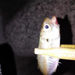 アジングからのメバリング