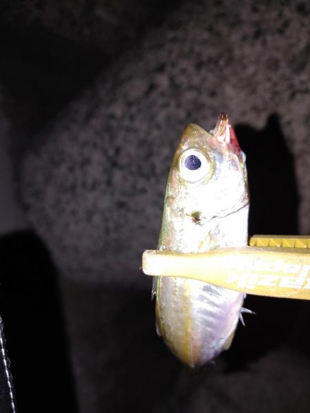 アジングからのメバリング