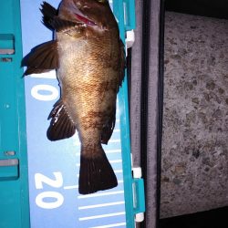 アジング メバリング