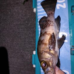 エギング　メバリング