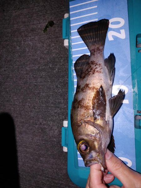 エギング　メバリング