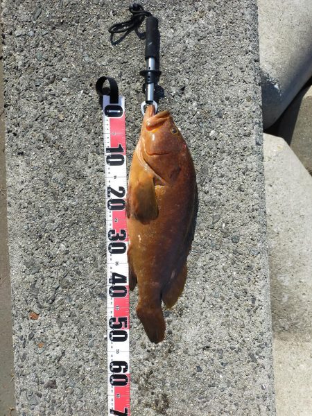 初のショアアコウが56センチだと！！