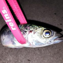 まんまるマアジ