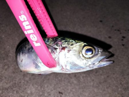 まんまるマアジ