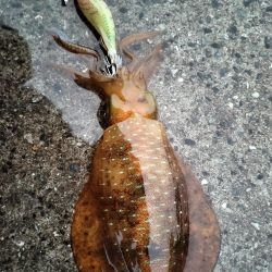 親イカはどこ？