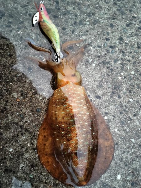 親イカはどこ？