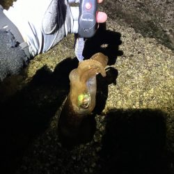 何年振りかの春イカ 奇跡編