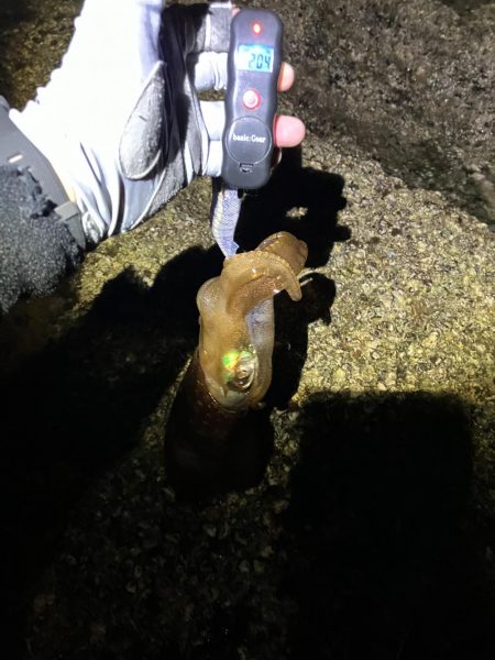 何年振りかの春イカ 奇跡編