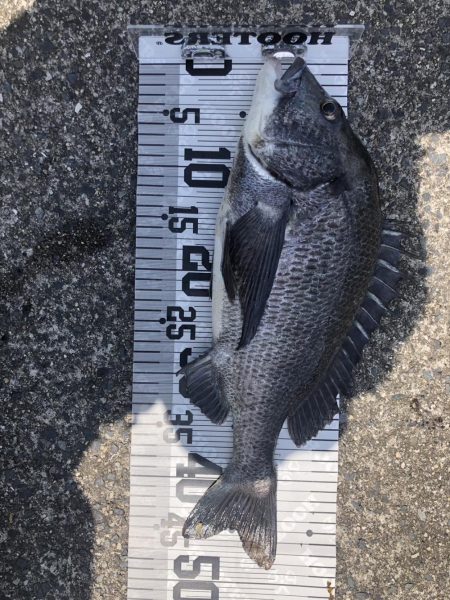 イチノ兄弟（兄）釣果！