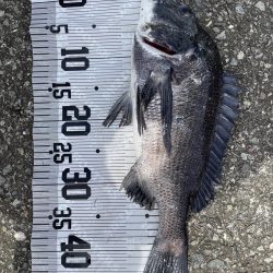 イチノ兄弟(兄)釣果!