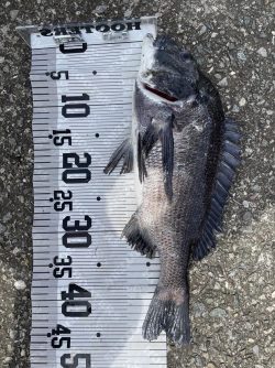 イチノ兄弟（兄）釣果！