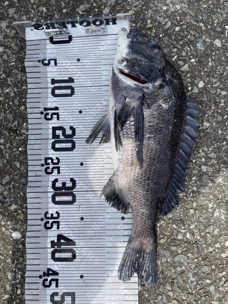 イチノ兄弟(兄)釣果!