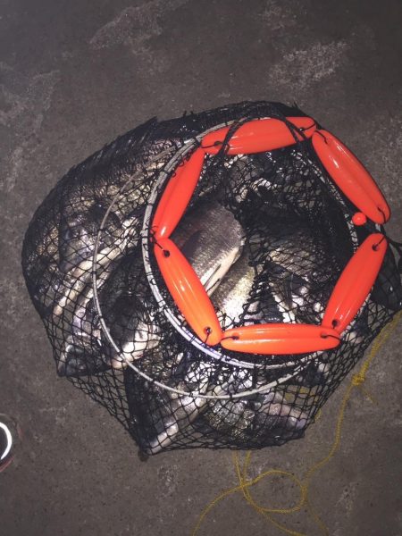 イチノ兄弟(兄)釣果!