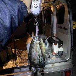 ショアオモリグ　コウイカ