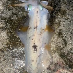 南紀遠征5連敗中！