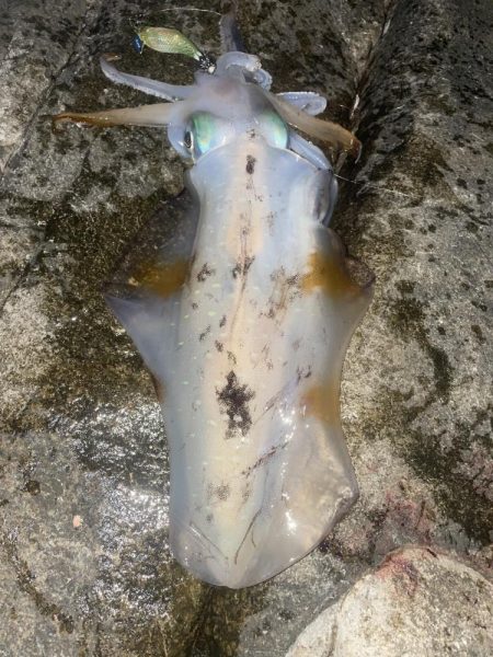 南紀遠征5連敗中！