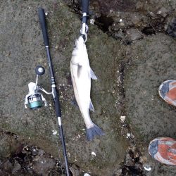 5月ようやく1匹