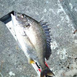 アジングロッド