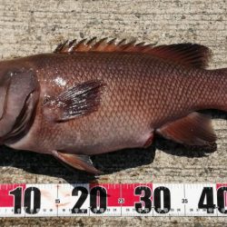 いきなり!コブダイ