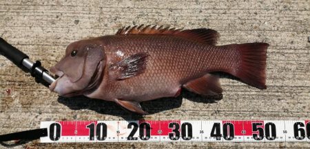 いきなり!コブダイ