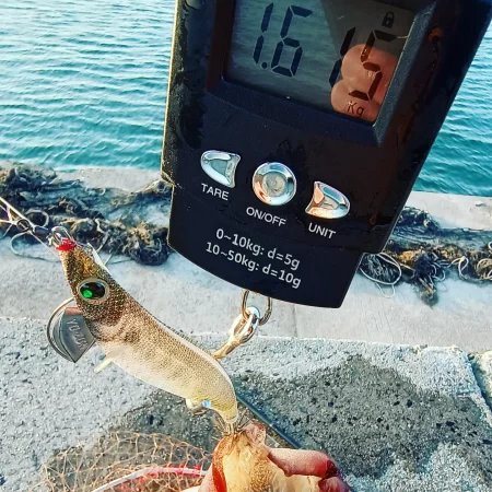 やっとモンゴウ来てくれた