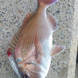 シーバス不発…