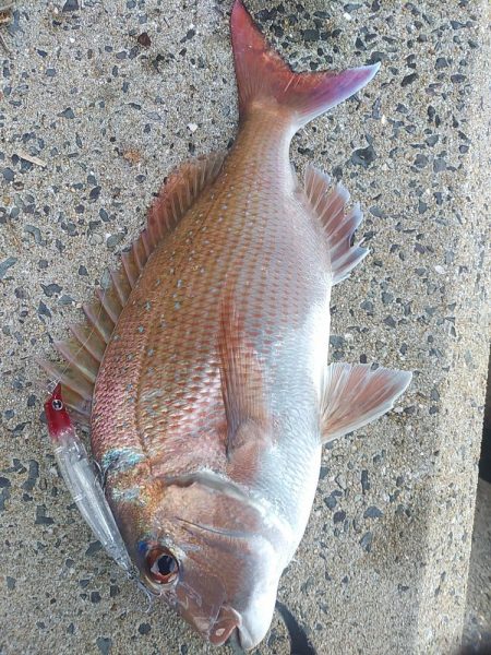 シーバス不発…