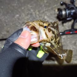 2023/05/02 南港ライトゲーム釣行