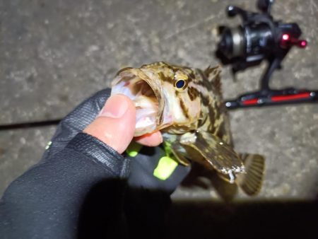 2023/05/02 南港ライトゲーム釣行