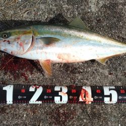 今年初青物メジロ76cm