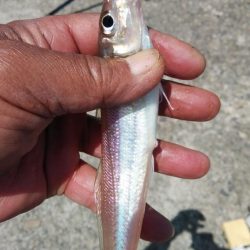 高砂のキス調査