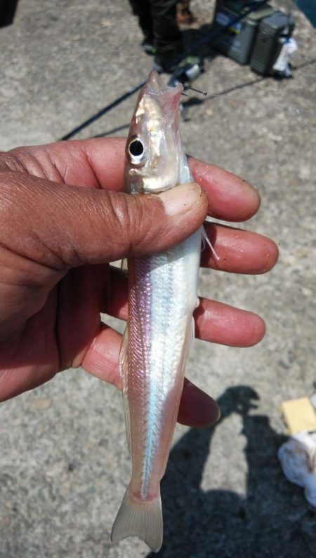 高砂のキス調査