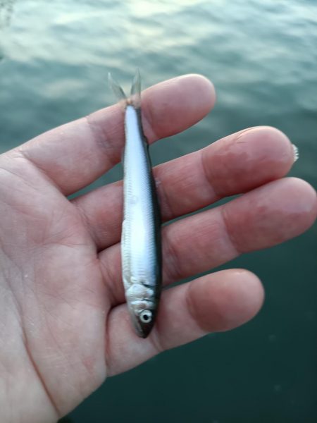 2023/05/03 大阪市内河川 稚鮎釣り