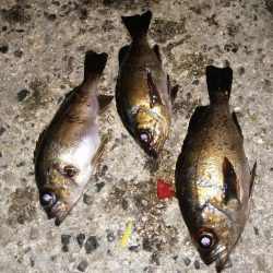 アジが減りメバルが？